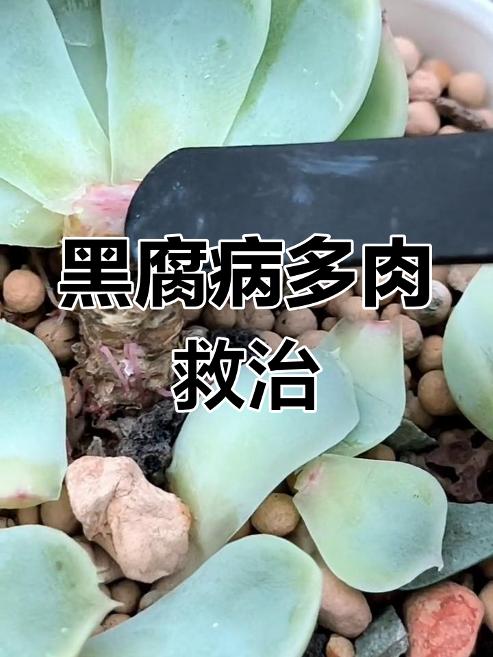 多肉黑腐急救:如何判断与处理
