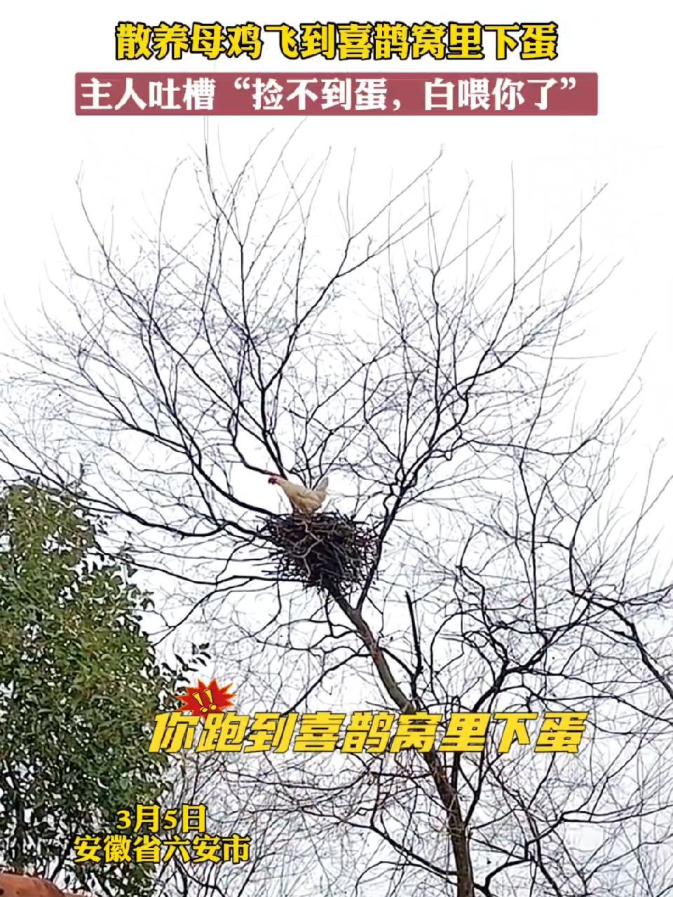 散养母鸡飞到喜鹊窝里下蛋,主人吐槽“捡不到蛋,白喂你了” 鸠占鹊巢 动物的迷惑行为 一身反
