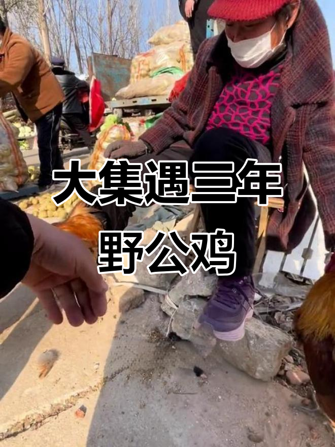 山东大集偶遇三年半的野生老公鸡,价格惊人!