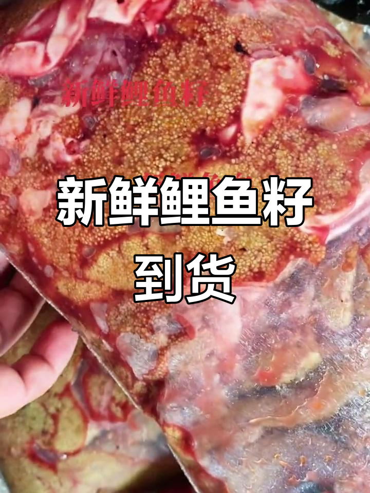 新鲜鲤鱼籽与鱼白到货,美味不容错过