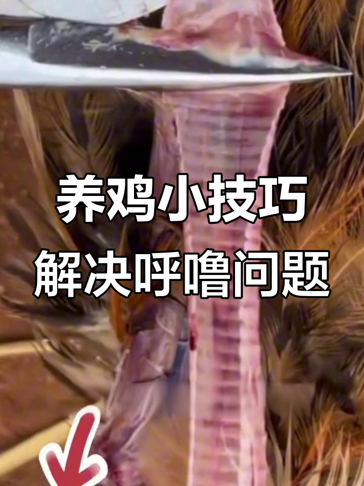 散养鸡呼噜原因大揭秘,气管发红出血竟是病毒感冒惹的祸