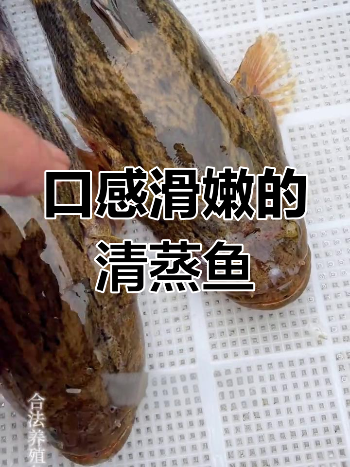 清蒸笋壳鱼,鲜美无腥,适合全家食用