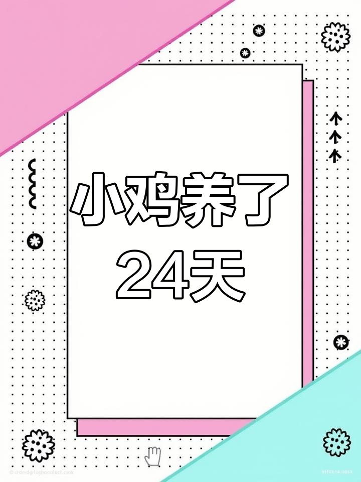拼多多买的小鸡,24天已经长大了!