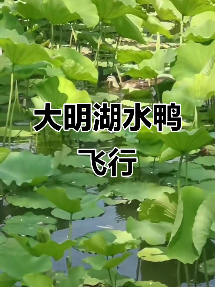 济南大明湖野生水鸭:勇敢面对风浪,展翅飞翔