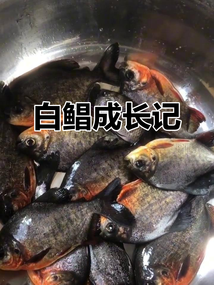 5月淡水白鲳养殖成功,五个月长到10厘米!