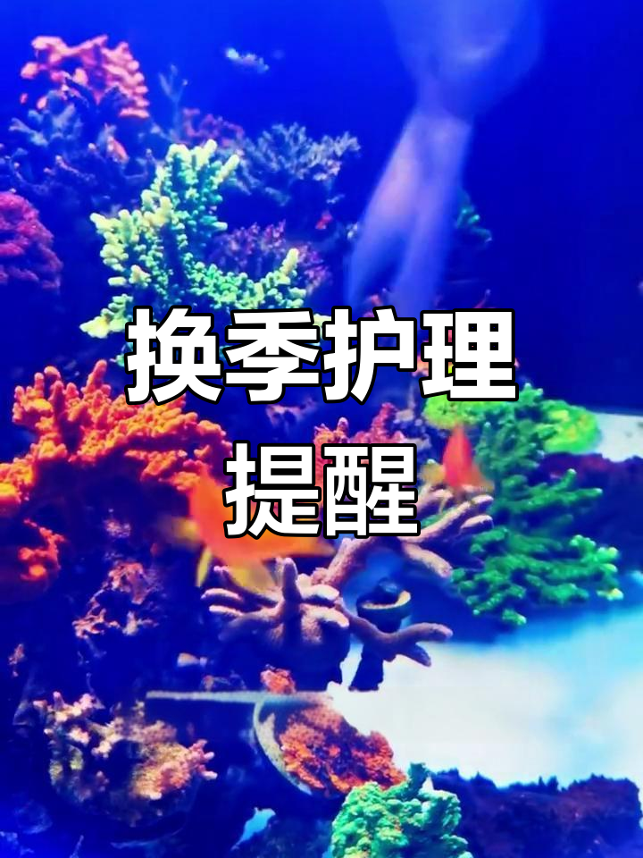 蓝吊白点病,换季时记得照顾好鱼和自己的健康!