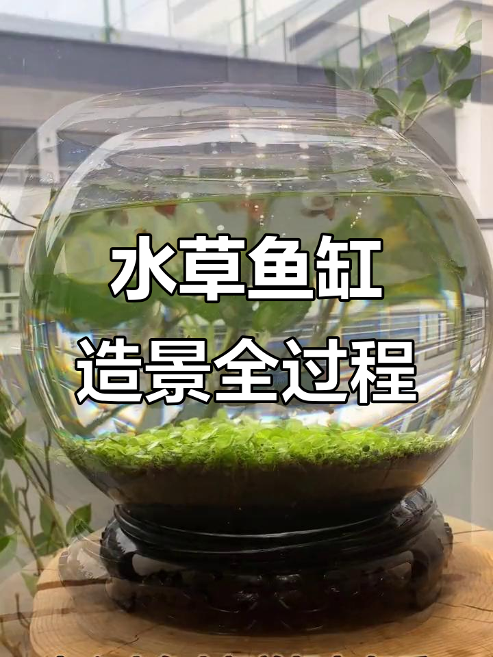 从种子到生态缸，体验水草与鱼的共生之美