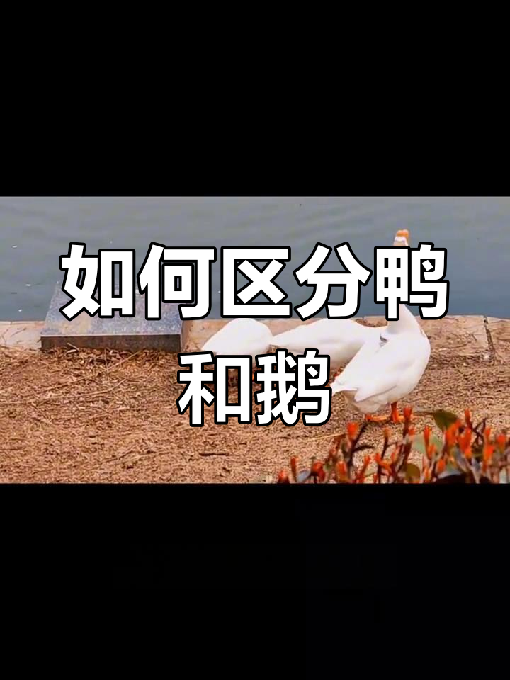 鸭与鹅的区别解析