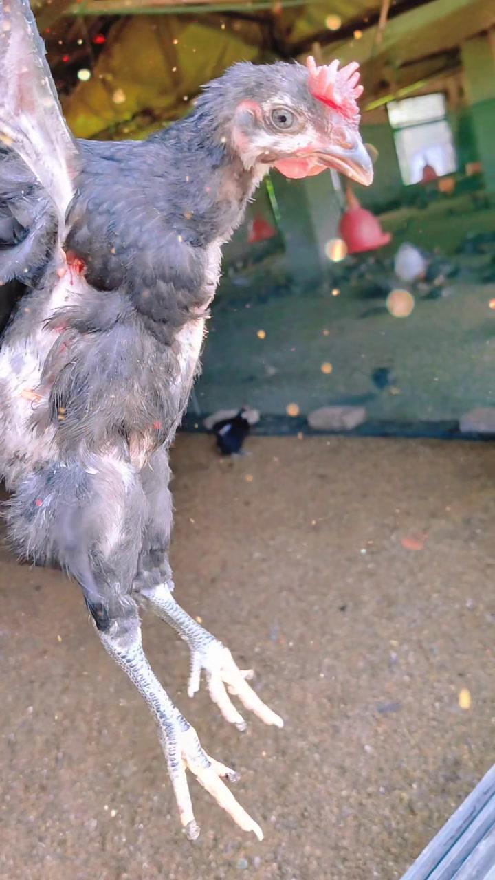 这是双冠鸡还是鸡冠开花呢?农村生活 乡村守护人 记录真实生活 三农