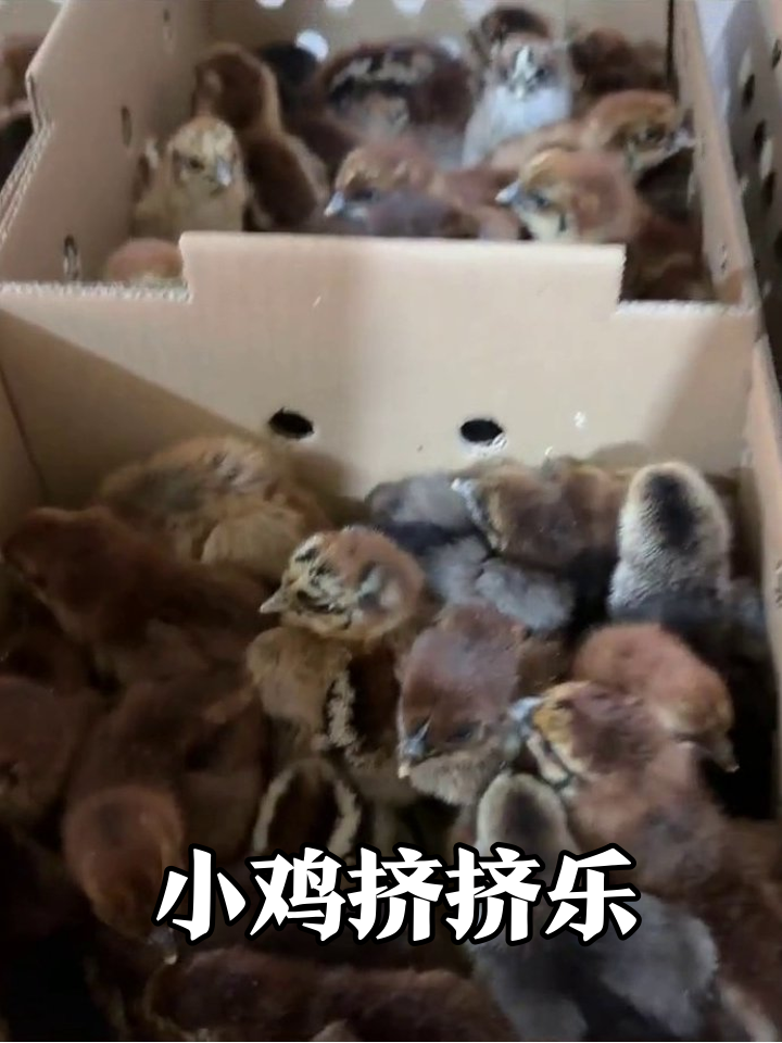 纸箱里的小鸡幼儿园!毛茸茸挤成一团萌化了
