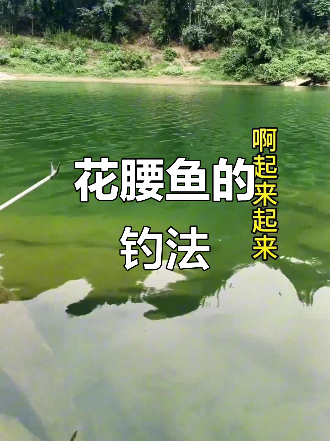 钓鱼技巧大揭秘:如何用最小钩钓花腰鱼