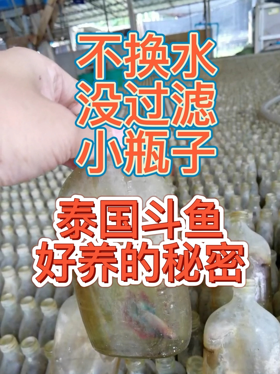 泰国斗鱼好养的秘密,榄仁叶浓缩液的作用