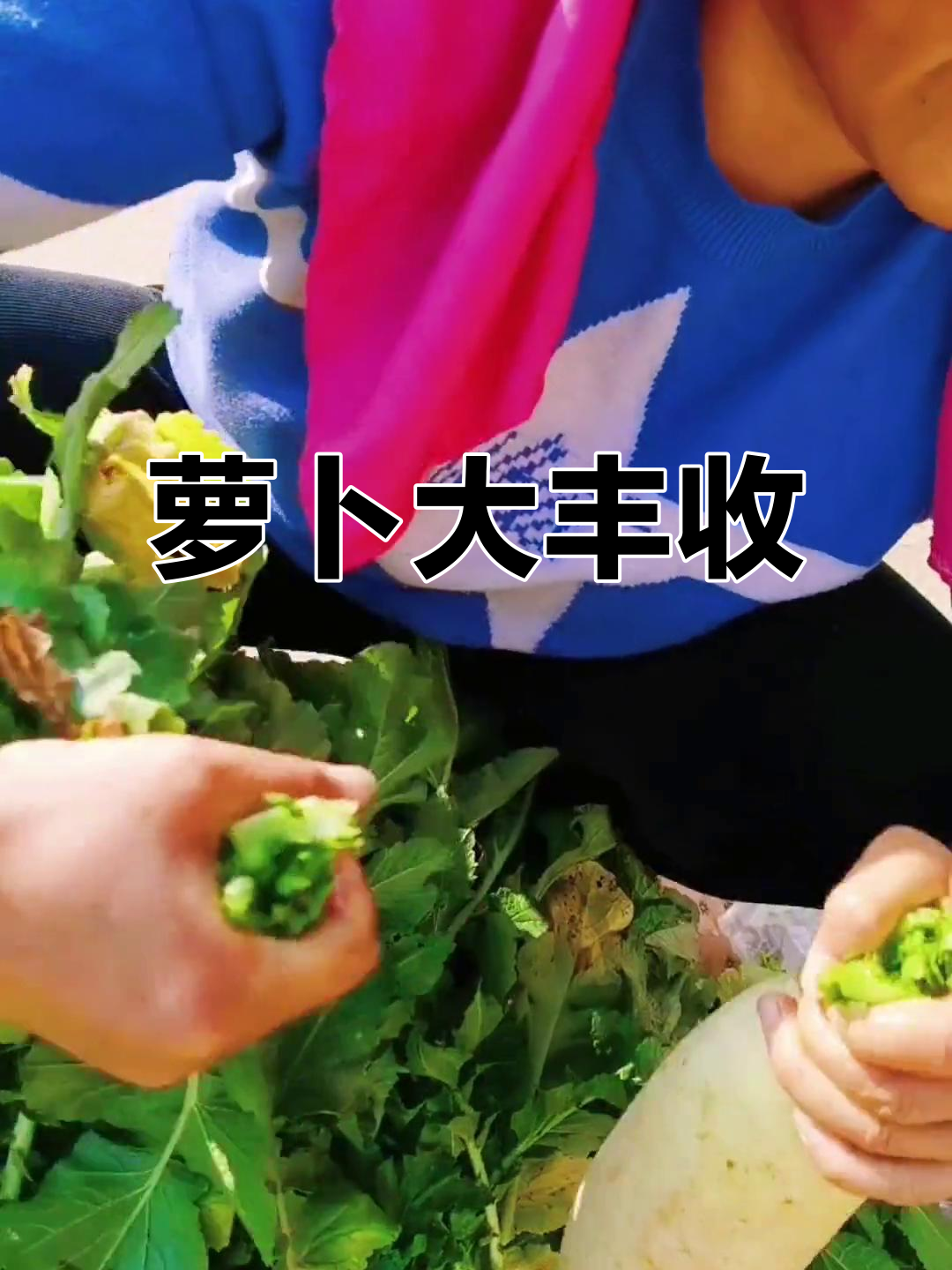 早晨拔萝卜，英子喂鱼后洗净卖五六角一斤，咸菜材料抢购中！