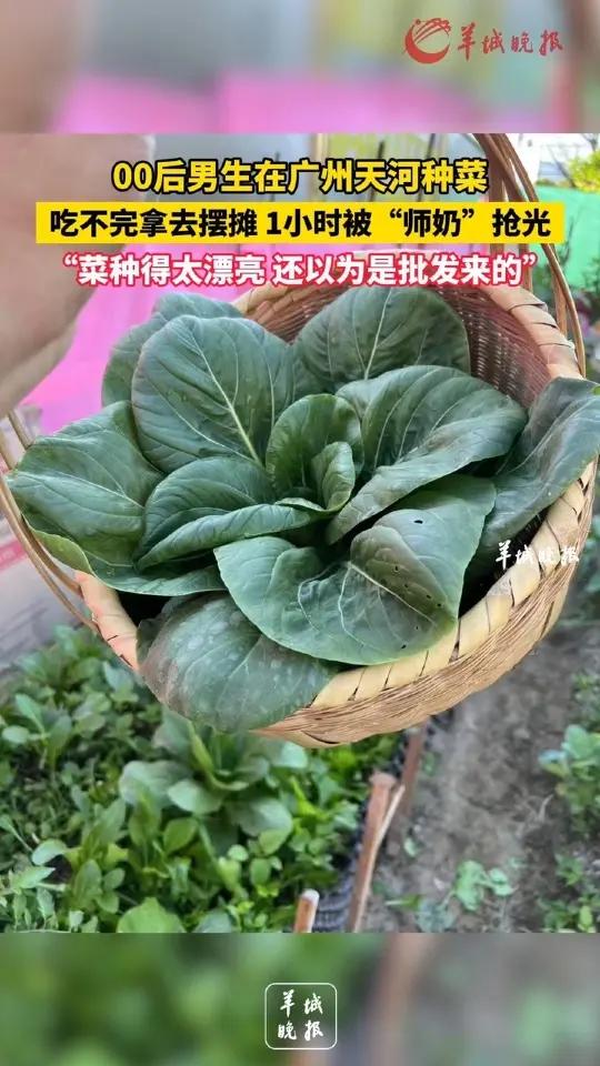 00后男生在广州天河种菜,吃不完拿去摆摊 1小时被“师奶”抢光,“菜种得太漂亮 还以为是批