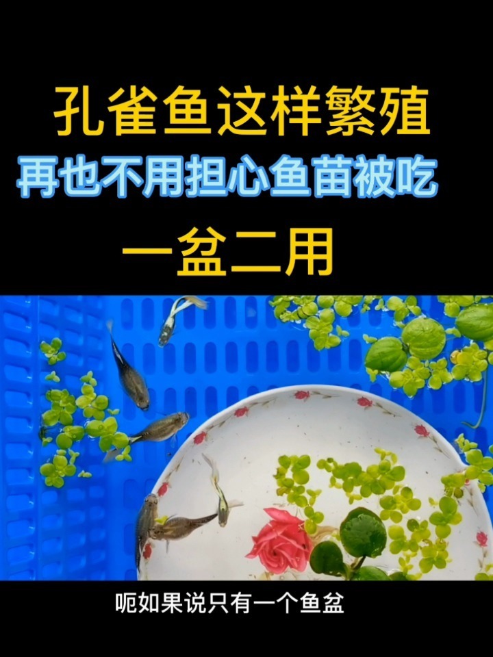 孔雀鱼这样繁殖鱼苗再也不会被吃了