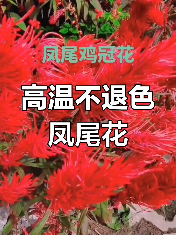 凤尾鸡冠花:高温不褪色的美丽之选