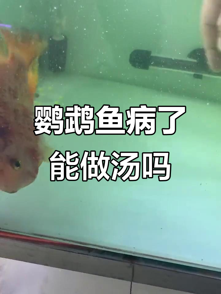 鹦鹉鱼生病了,做汤能治好吗?