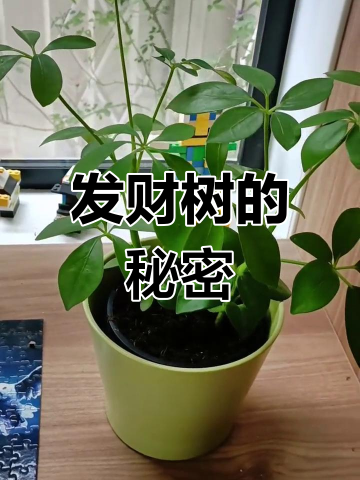 鹅掌藤为何叫发财树?