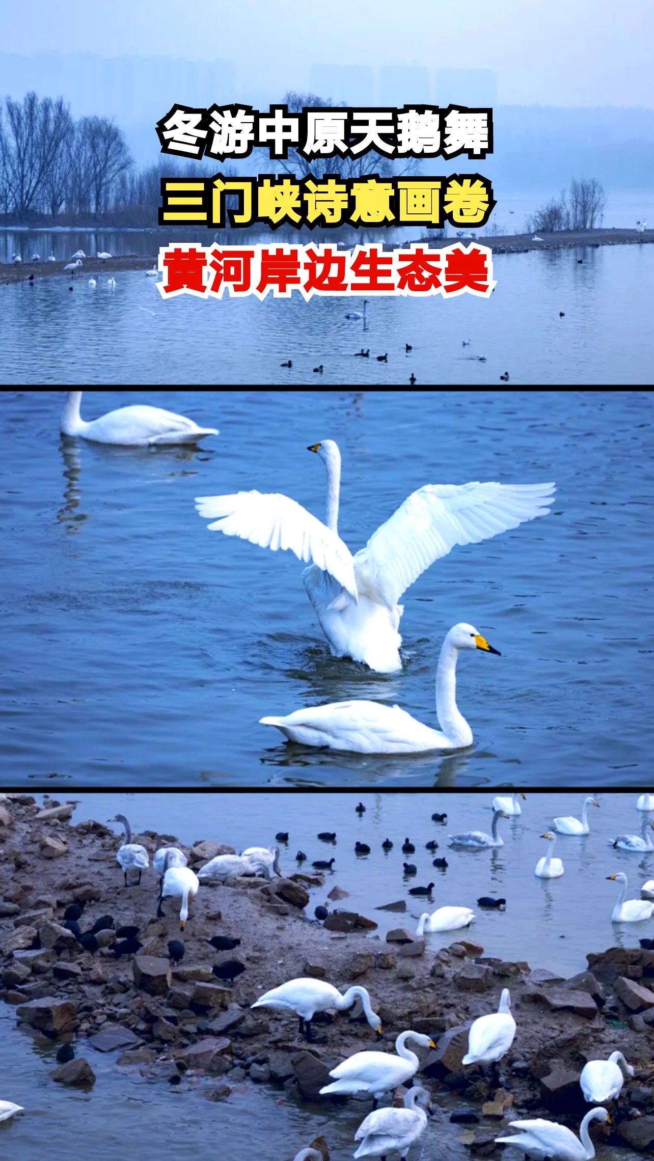 三门峡天鹅湖畔,万羽精灵起舞,这个冬天你准备好了吗?