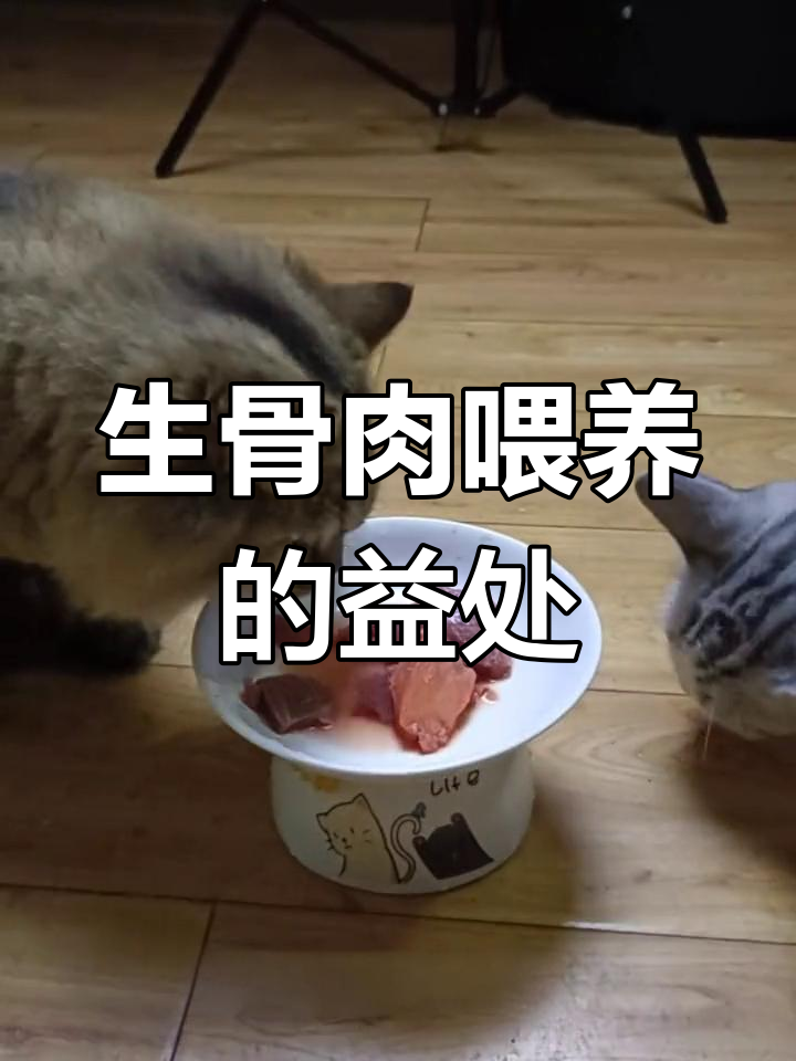猫咪吃生骨肉的神奇好处,毛发亮丽又活泼