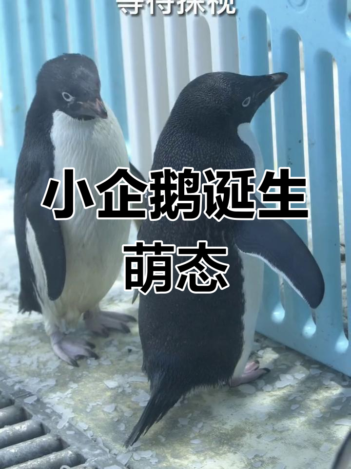 刚出生的小企鹅竟然这么可爱,爸爸急坏了!