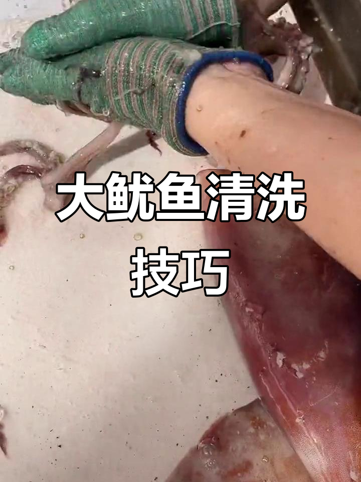 快速清理大鱿鱼，教你如何去除内脏和墨汁