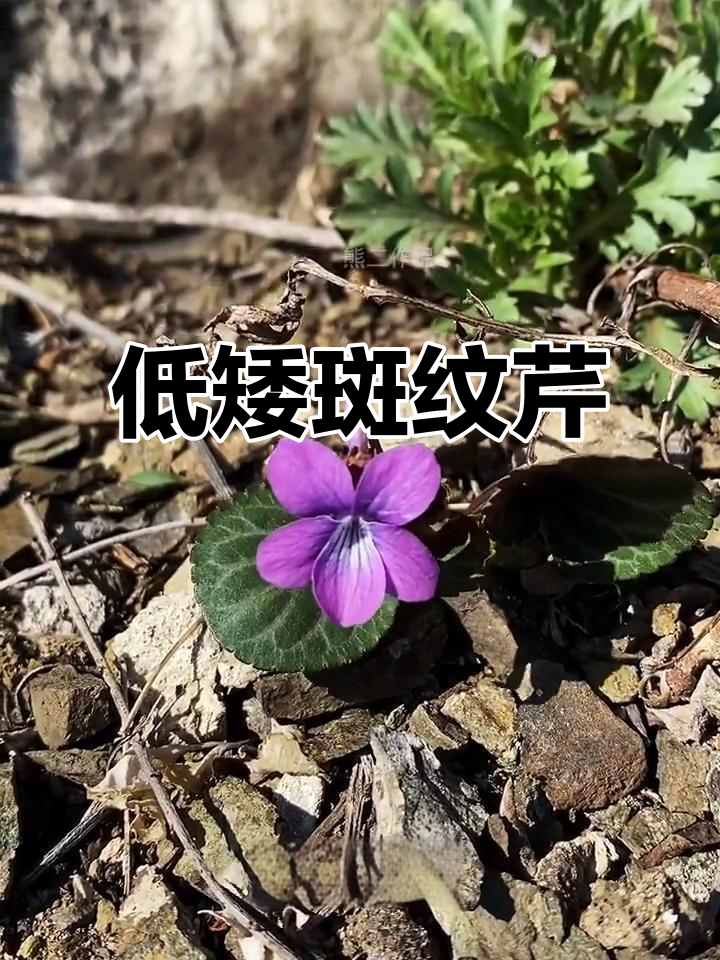 斑叶芹菜：低矮草本植物，花美如画