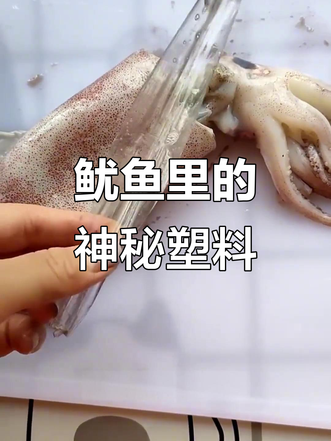 鱿鱼体内惊现塑料?商家表示冤枉,真相竟是这样