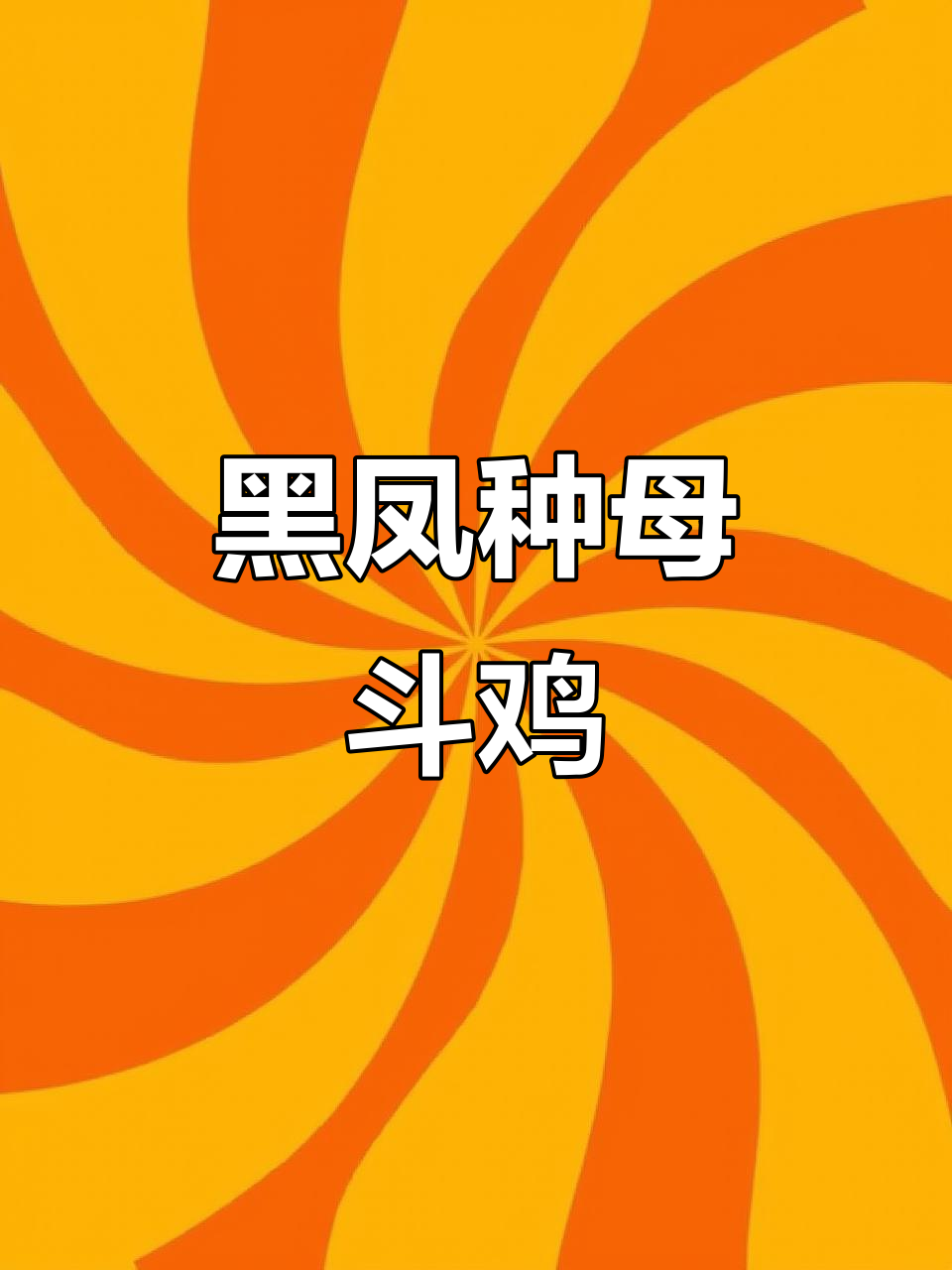 越南黑凤种母斗鸡，激烈对决一触即发