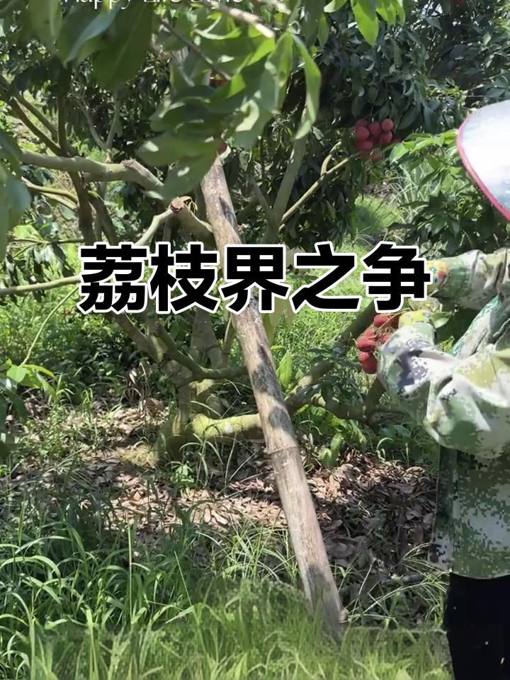 仙进奉与糯米糍,荔枝界的巅峰对决!