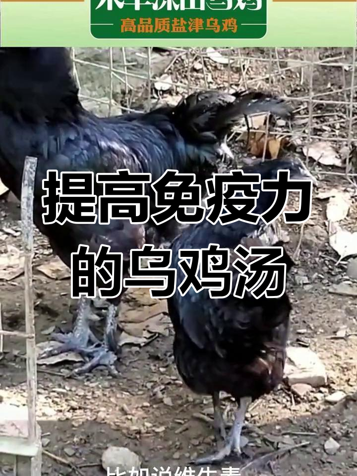 盐津乌骨鸡的营养价值与炖汤功效