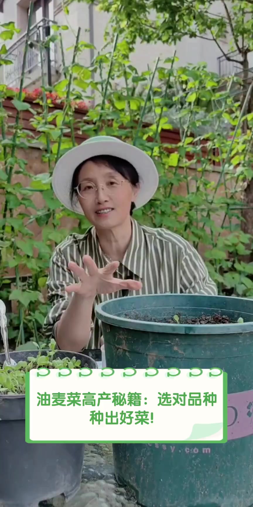 油麦菜高产秘籍:选对品种,种出好菜!