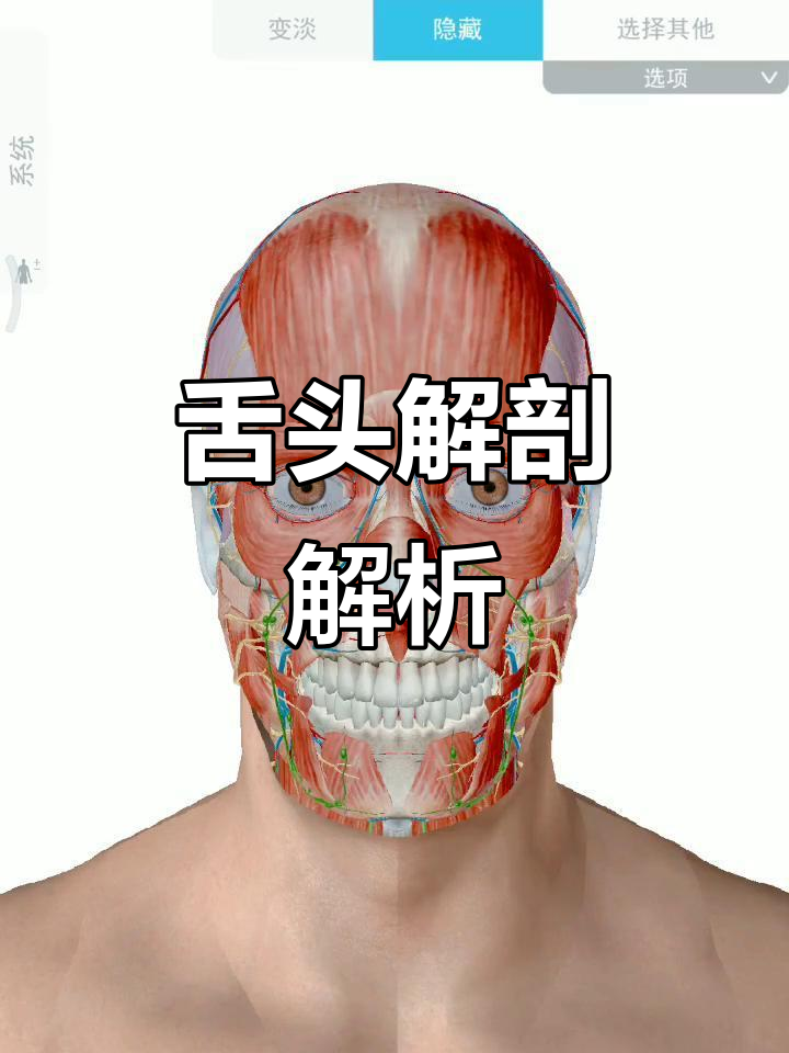 运动解剖:舌头的结构与功能揭秘