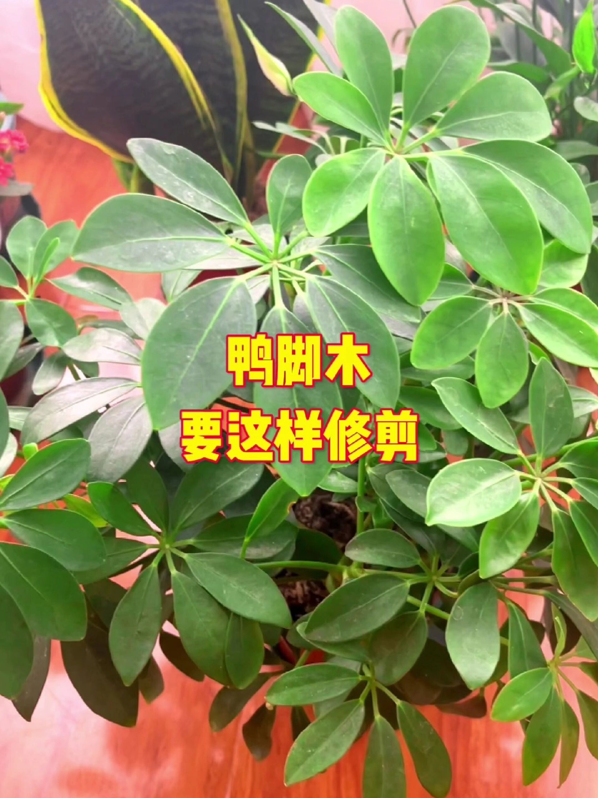你知道鸭脚木该怎么修剪吗