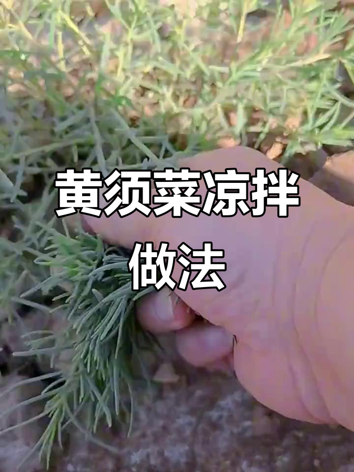 春天黄须菜新鲜采摘，凉拌麻酱口感超赞