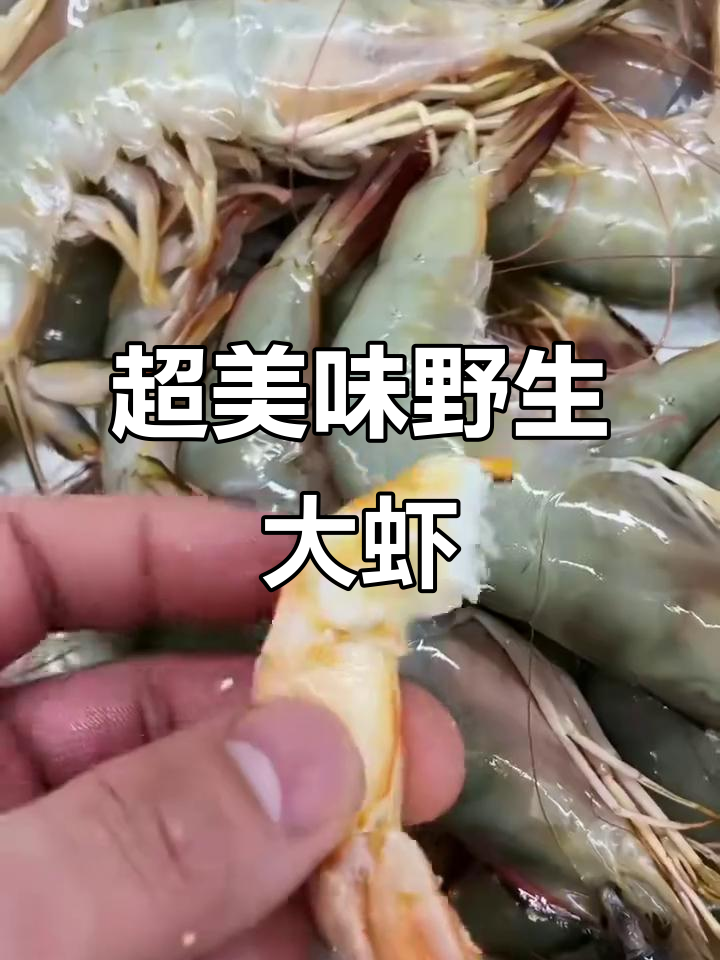 野生大虾母,肉质鲜美,满黄诱人