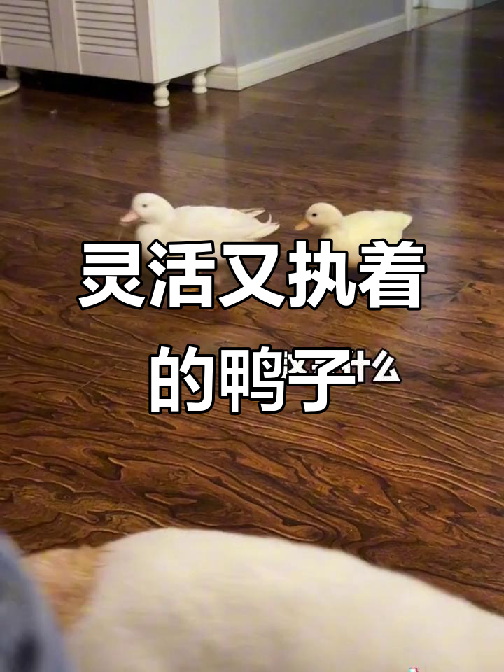 柯尔鸭的犟劲日常:打不过就躲,失败也没啥大不了