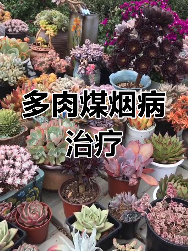 夏季多肉常见煤烟病,如何防治不传染?