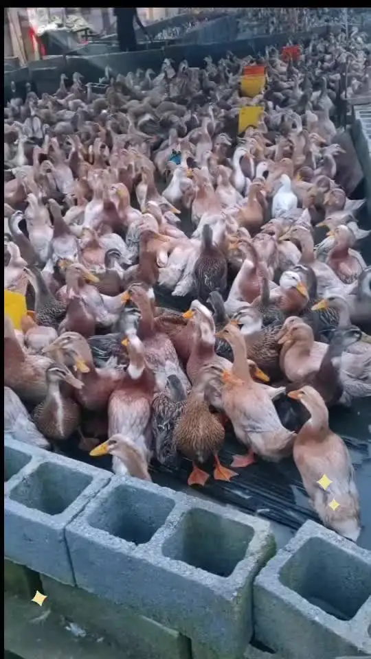 农村创业养殖加油!生态散养吃玉米的麻鸭前景好!