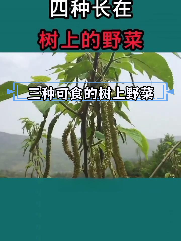树上的三种美味野菜
