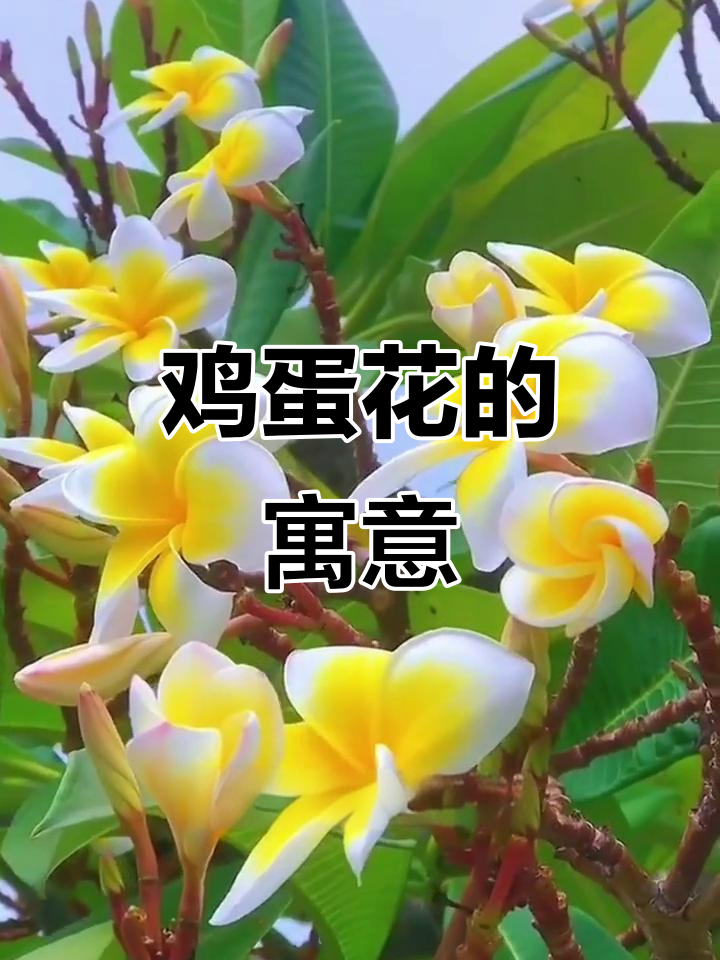 鸡蛋花象征希望与重生，傣族视为圣树，老挝国花