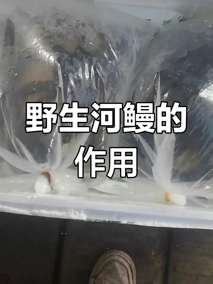 野生河鳗的神奇功效,你了解吗?