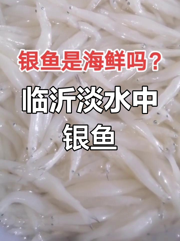 临沂银鱼生长在淡水湖泊,近海环境最适宜