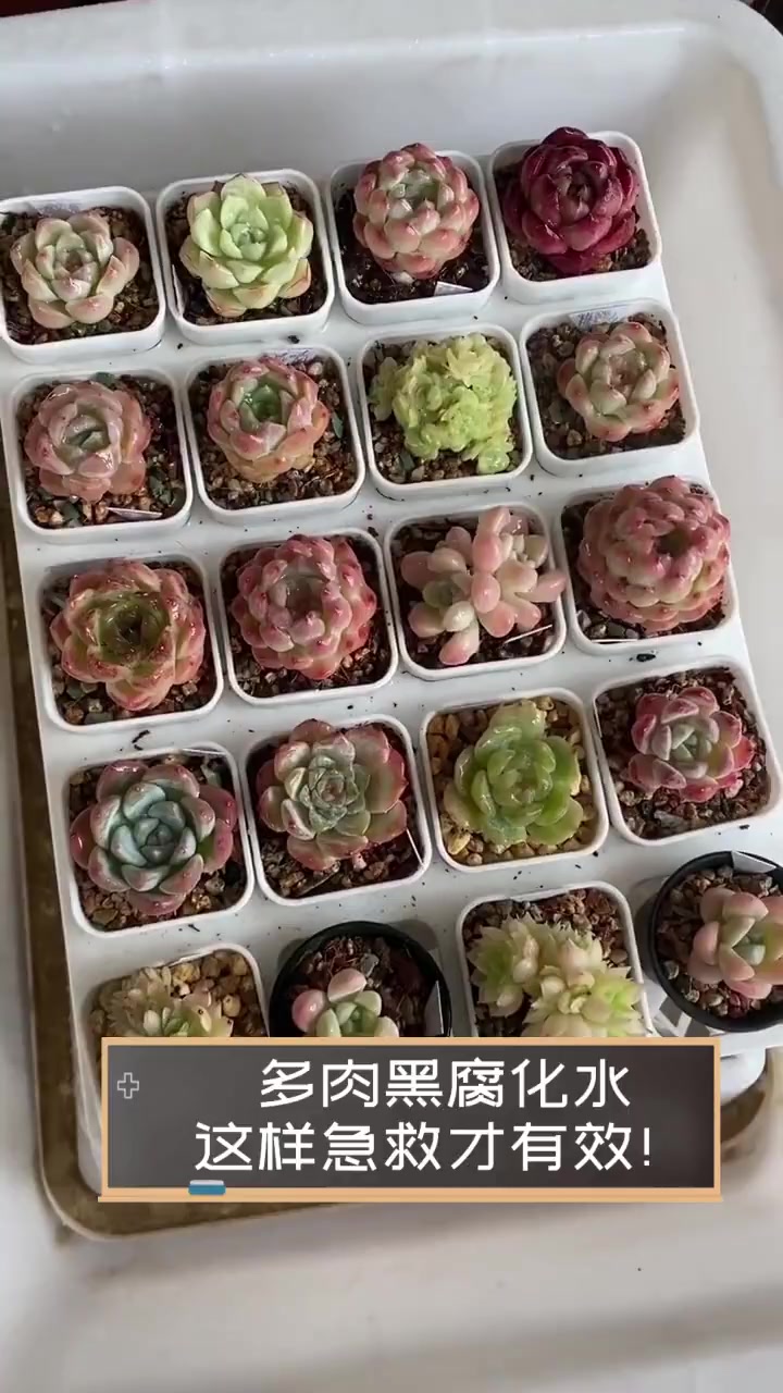 多肉黑腐化水,这样急救才有效!