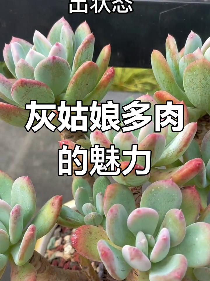 灰姑娘多肉:从景天科到莲座状,叶色多变超可爱