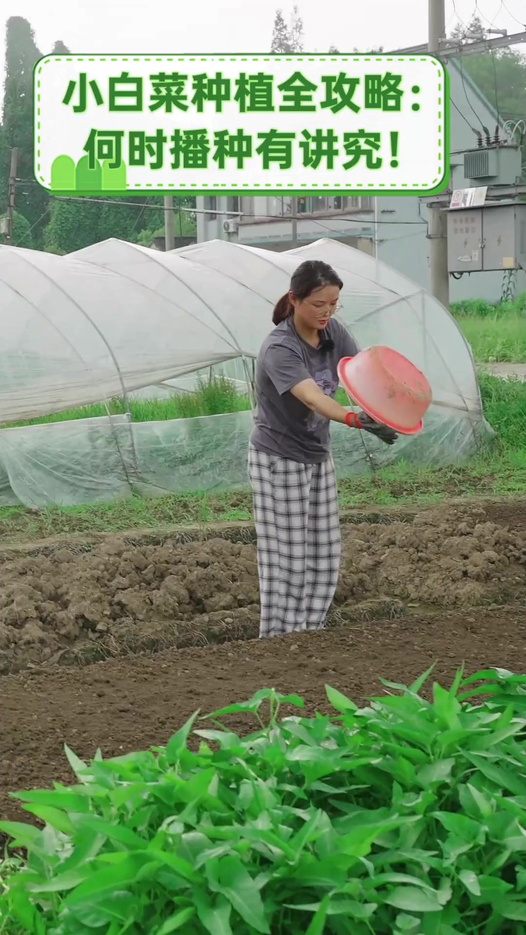小白菜种植全攻略:何时播种有讲究!