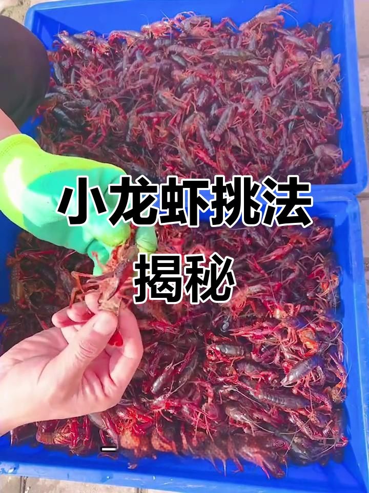 挑选小龙虾的简单技巧,教你如何选肥瘦