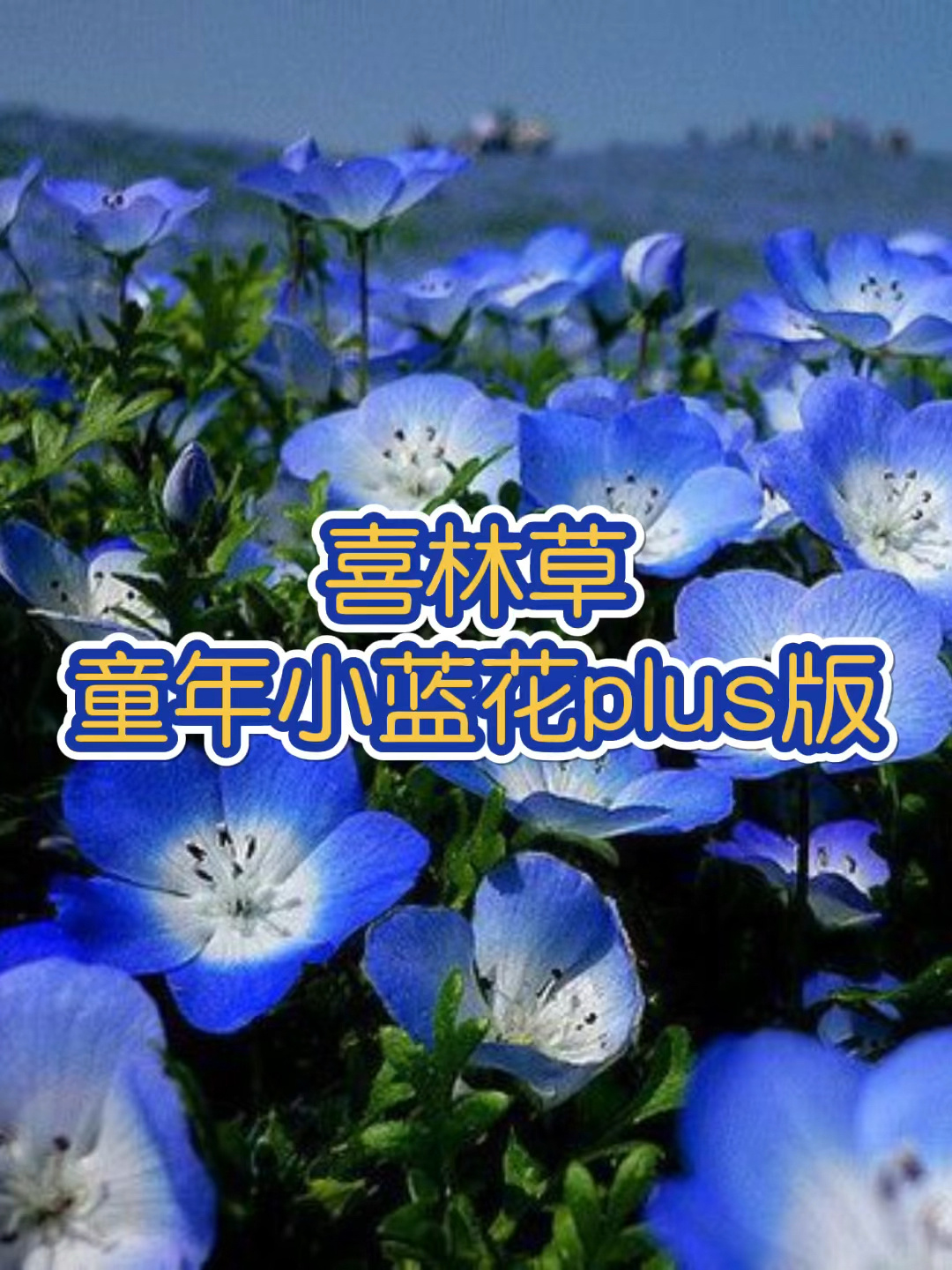 喜林草,路边常见小蓝花的plus版