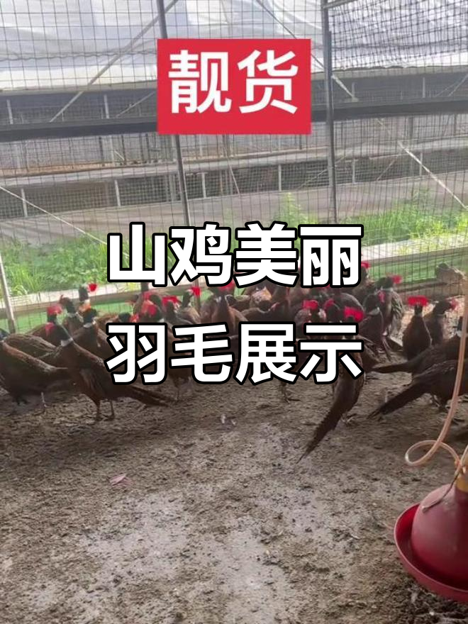 七彩山鸡羽毛亮丽,尾巴长毛惊艳!