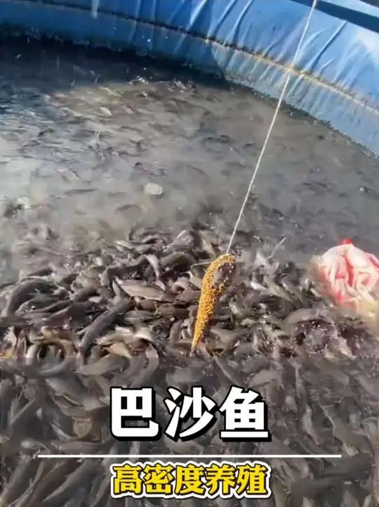 最有性价比的渔业养殖,帆布池高密度巴沙鱼养殖巴沙鱼